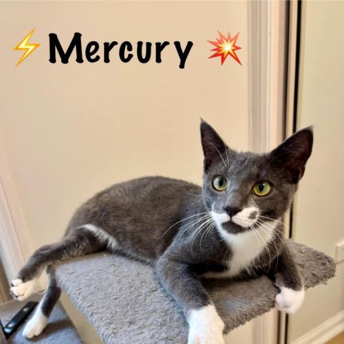 Mercury