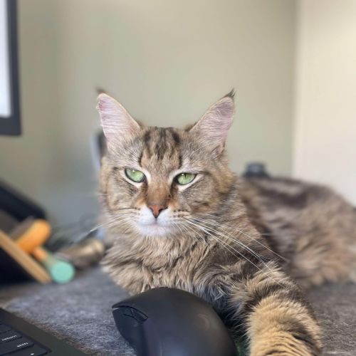 Winston