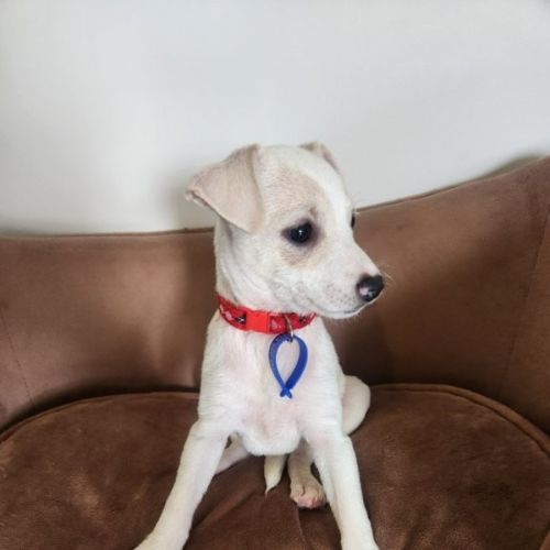 Seraya - 9 week old Jack Russell Terrier (Trial)