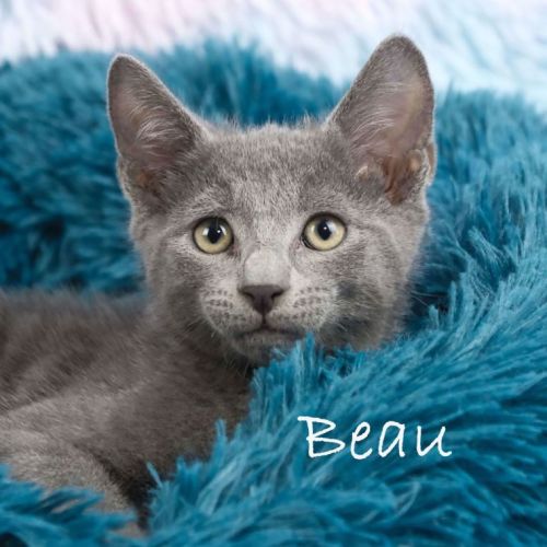 Beau