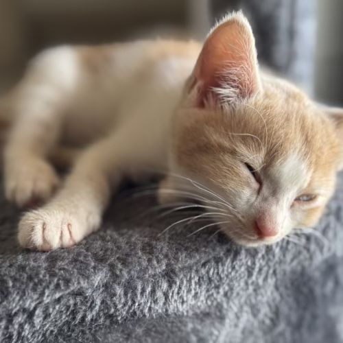 Preston and Brianna - 9 week old DSH
