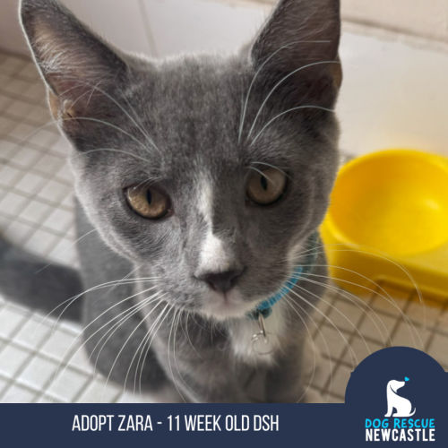 Zara - 11 week old DSH (On Trial)