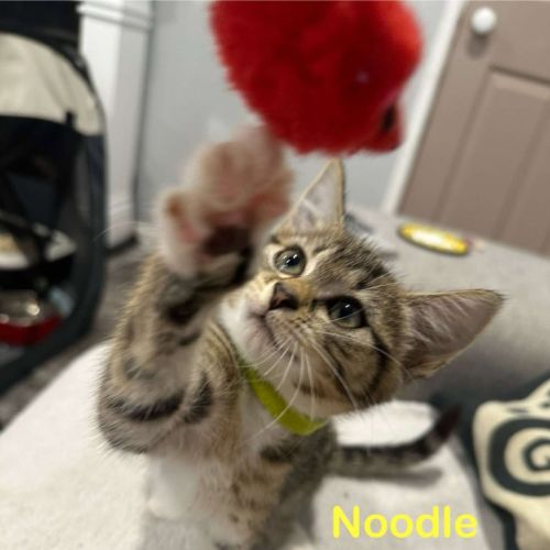 Noodles