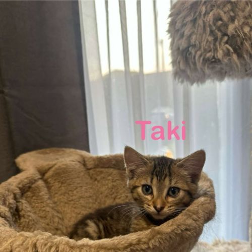 Taki
