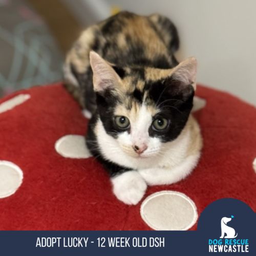 Lucky - 12 week old DSH (On Trial)