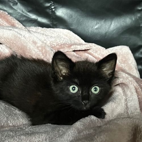 Vader
