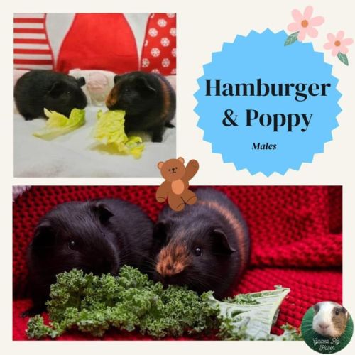 Hamburger & Poppy