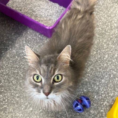 Georgie and Mr Biscuit