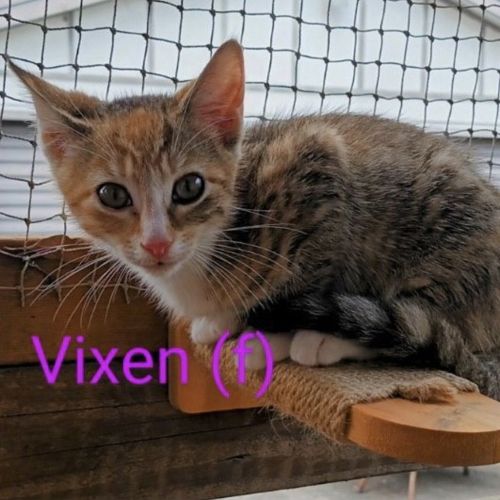 Vixen
