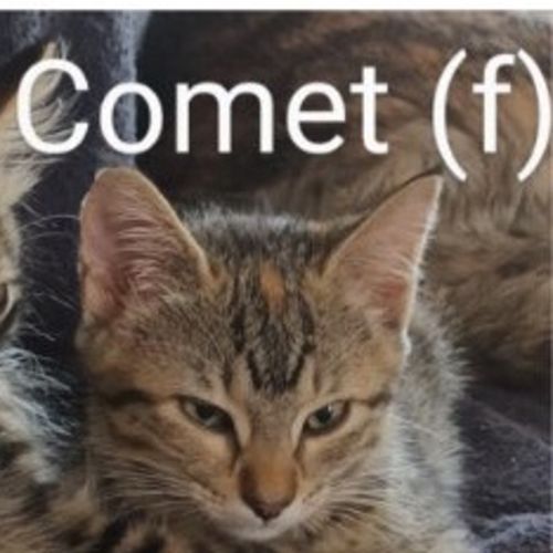 Comet