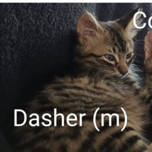 Dasher
