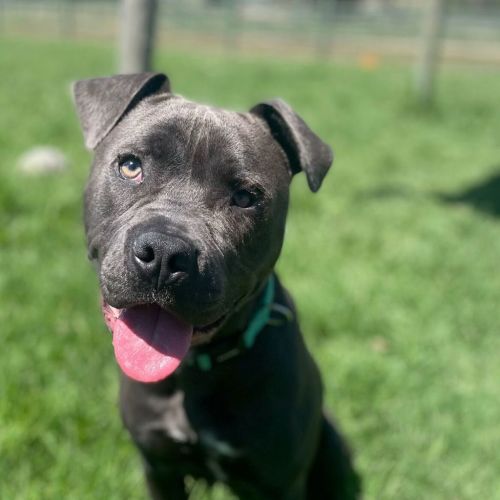 Enzo