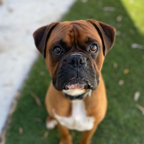 Ottis