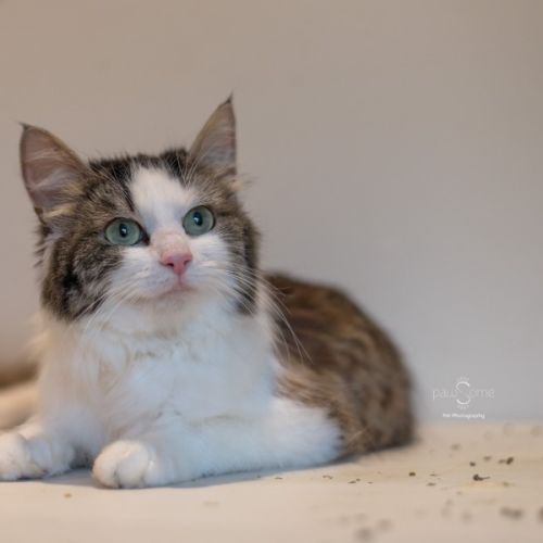 Betty **2nd Chance Cat Rescue**