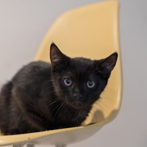 Percy **2nd Chance Cat Rescue**