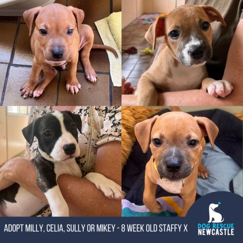 Milly, Celia, Sully & Mikey - 8 Week Old Staffy X 