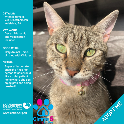 Winnie Only $50 Limited Time!