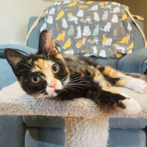 Lola (Located Templestowe)