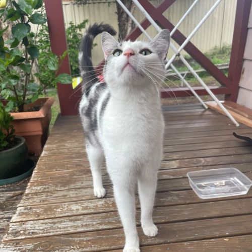 No photo for Teddington