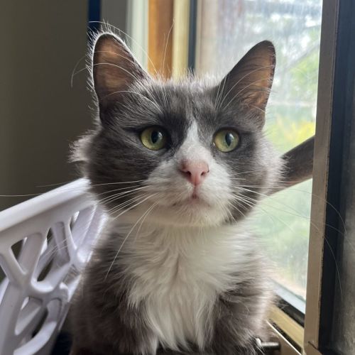 Gigi 