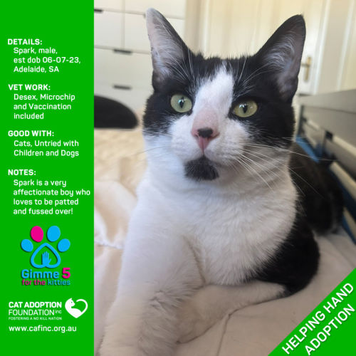 Spark Helping Hand Adoption!