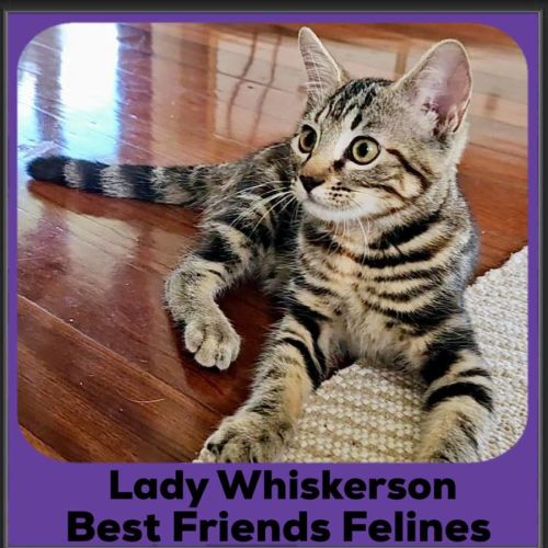 Lady Whiskerson 