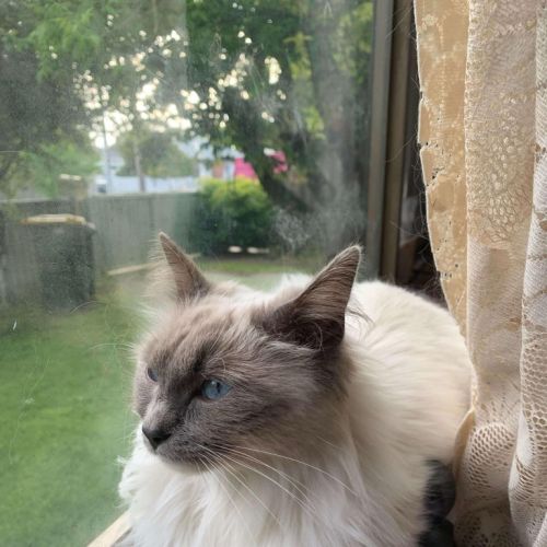 Mish (Ragdoll)