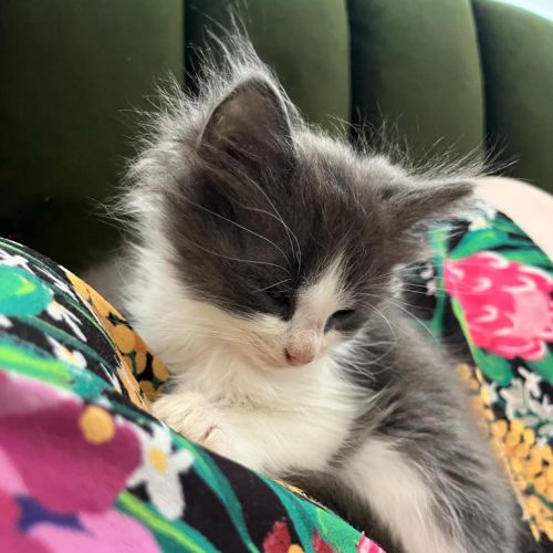 Smudge