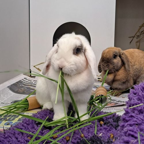 Frankie (bonded To Peta)