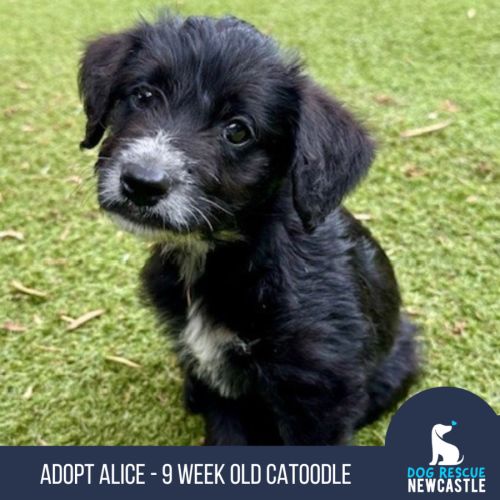 Alice - 9 week old Cattle x Poodle (Trial)
