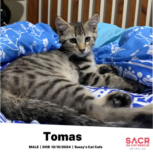 Tomas