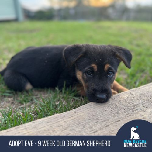 Eve - 9 Week Old German Shepherd 