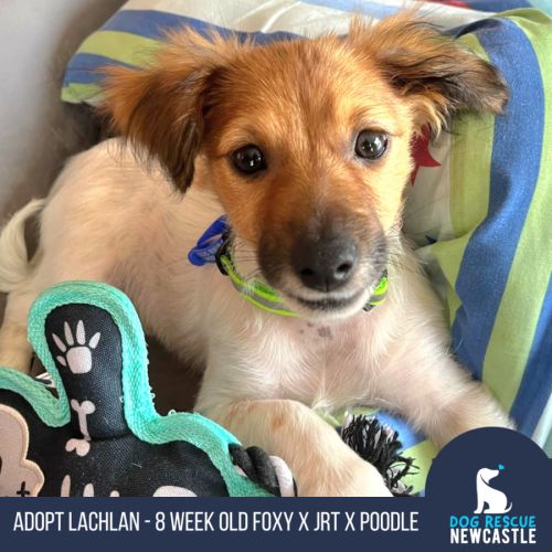 Lachlan - 8 week old Foxy x JRT x Poodle (Hold)