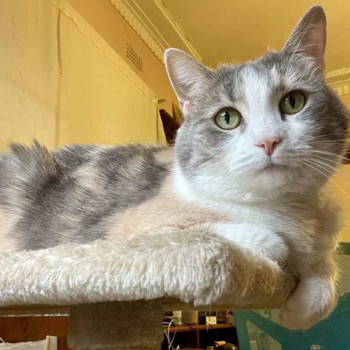 Miu Miu - Located in Reservoir 