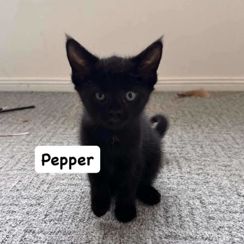 Pepper 