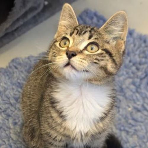 Mimi