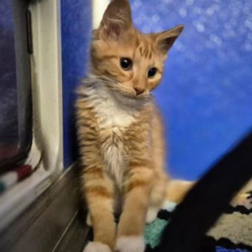 Tigger
