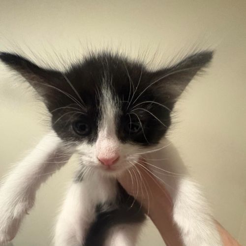 Cleocatra