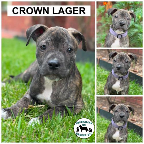 Crown Lager 