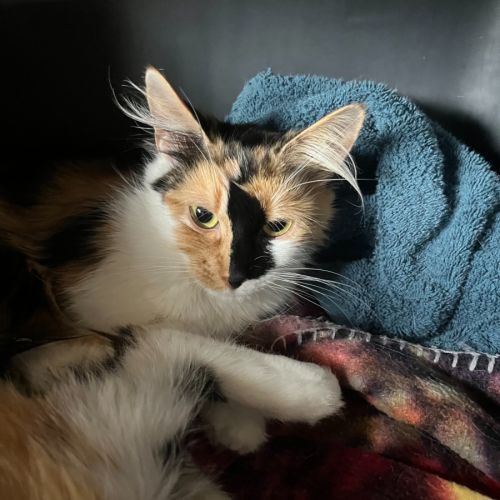 Precious *9 Lives Project Rescue*