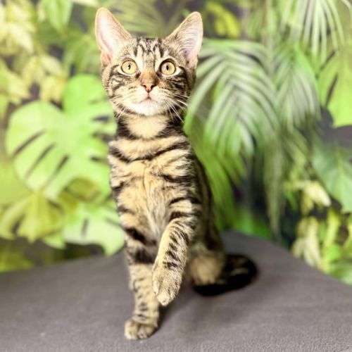 Ulysses - Located in Preston