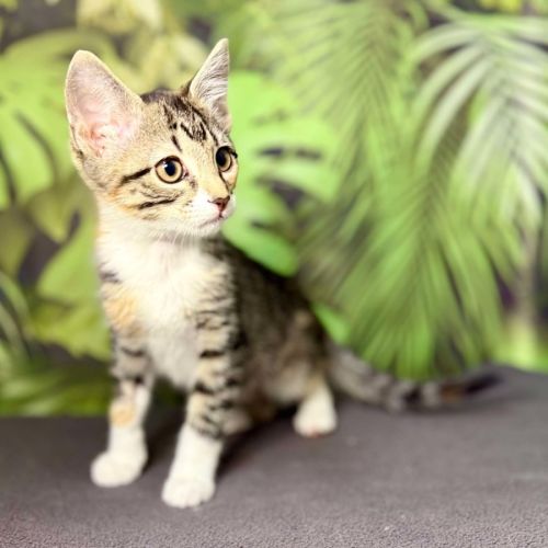 Ulla- Meet me at Vets on Parker Templestowe