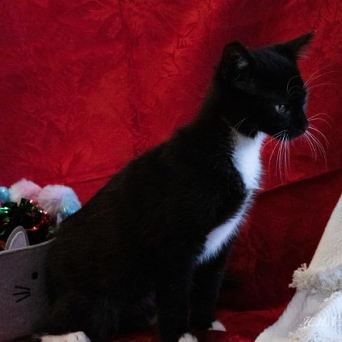  Avery *$100 Adoption Fee*