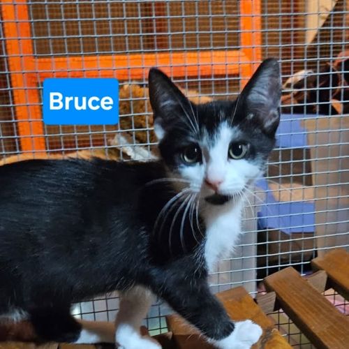 Bruce