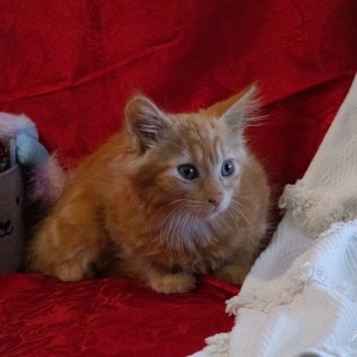 Kelani *$100 Adoption Fee*