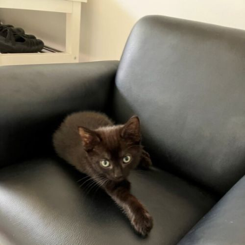 Liquorice