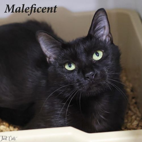 Maleficent