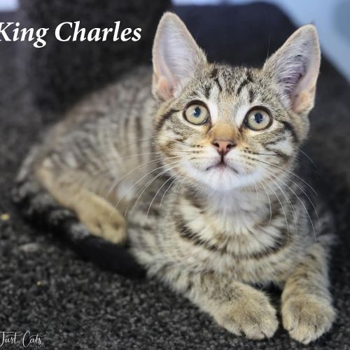 King Charles - Pet Stock Invermay