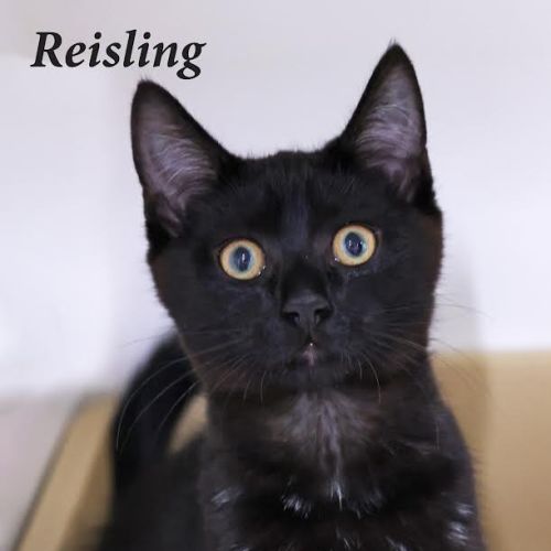 Riesling