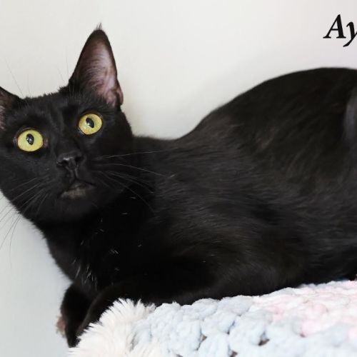 Ayla